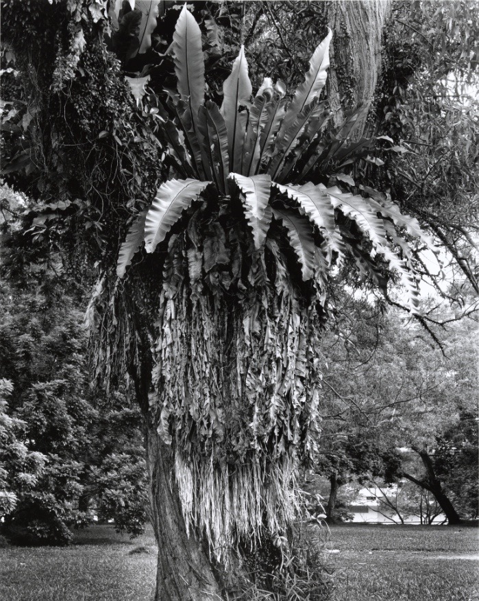Simryn Gill, ‘Forest #6’, 1996 – 1998, silver gelatin print, 147 x 121 cm. Photo courtesy of the artist and Tracy Williams, Ltd., New York.